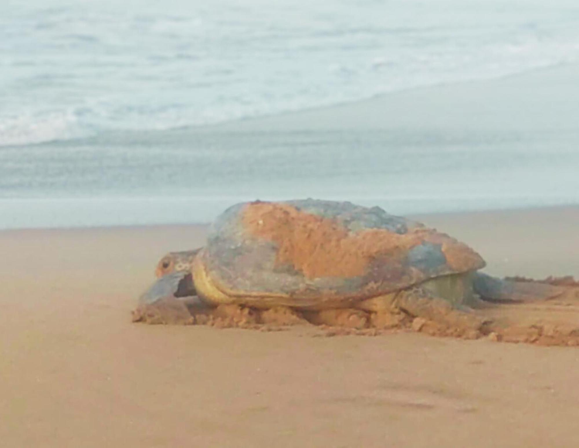 Amour At Turtle Beach Tangalle Bagian luar foto