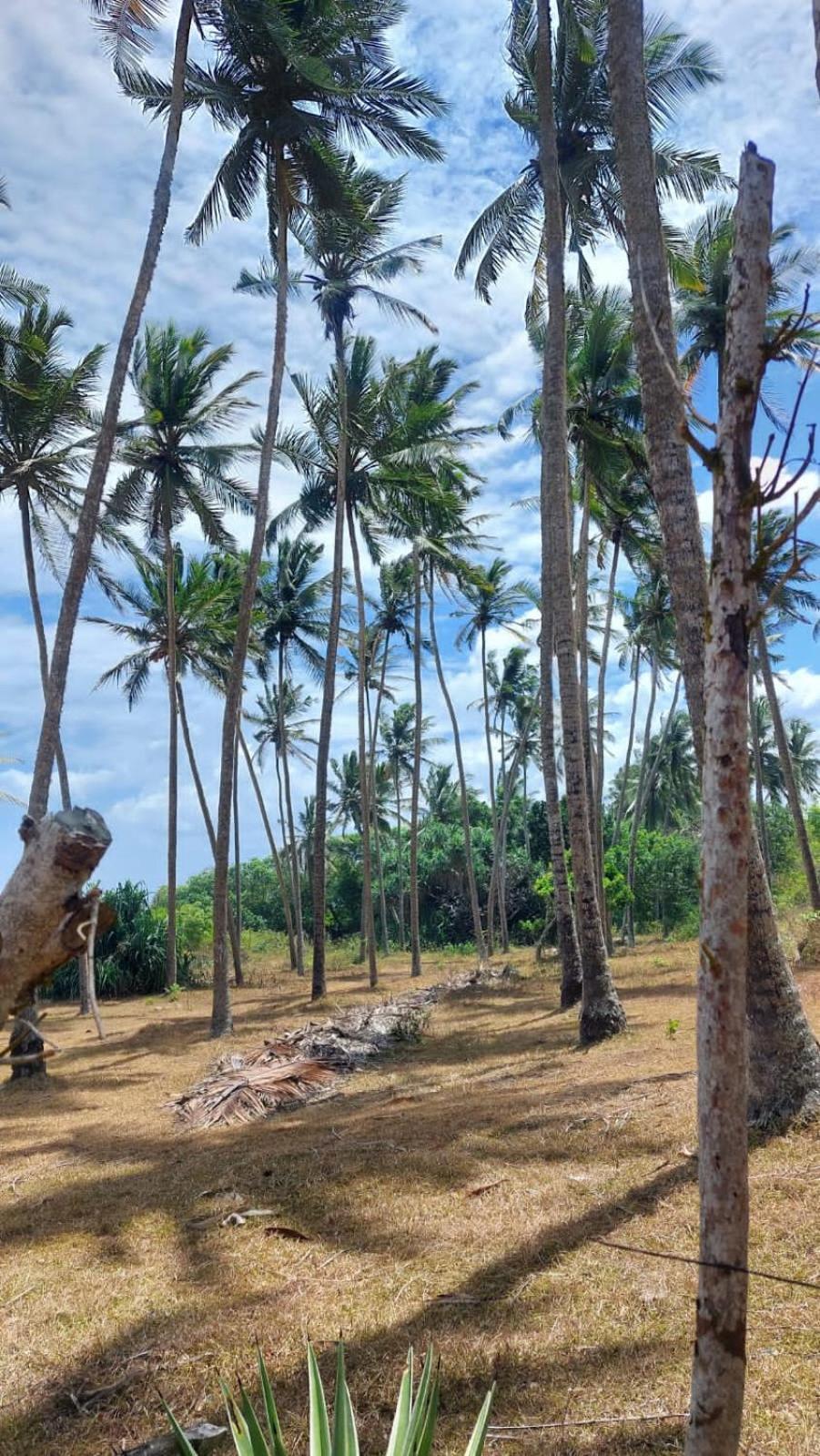 Amour At Turtle Beach Tangalle Bagian luar foto