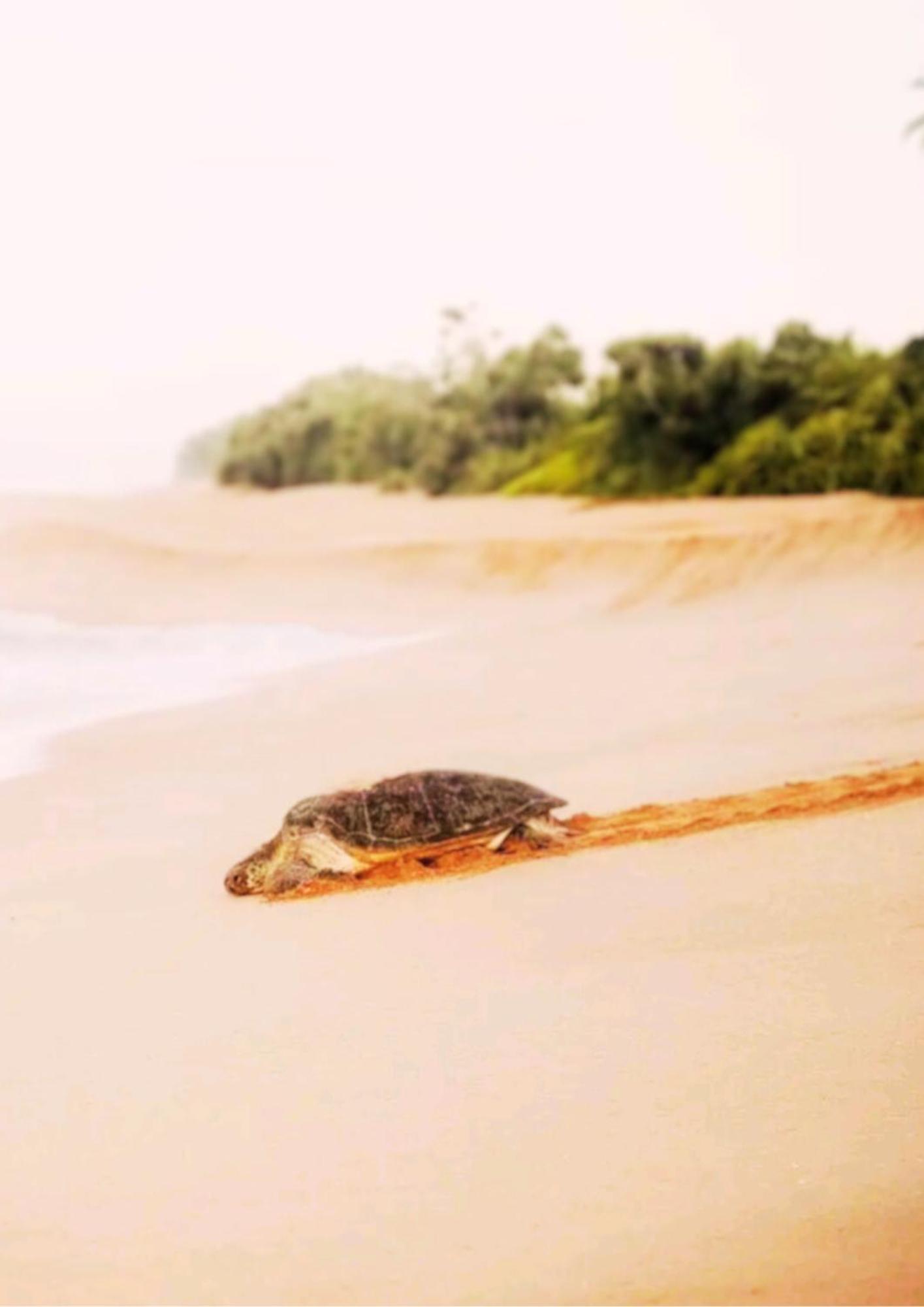 Amour At Turtle Beach Tangalle Bagian luar foto
